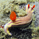 Hypselodoris whitei