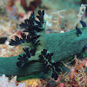 Miller's Nembrotha nudibranch