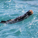 Sea Otter