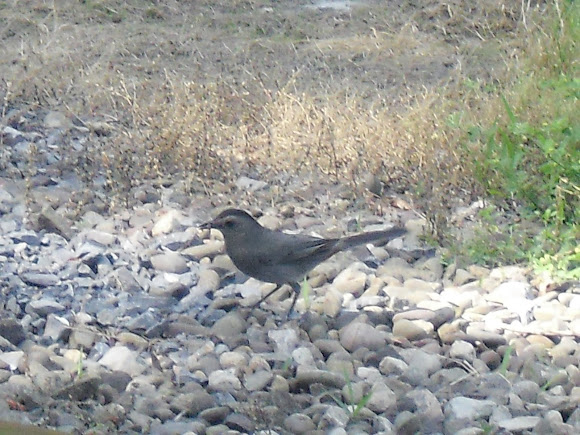 Spotting Image 1