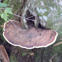 Turkey Tail Mushroom