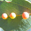 Eucalyptus vein galls
