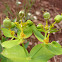 Euphorbia