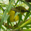 Bornean Whistler