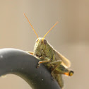 Locust