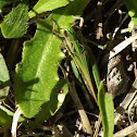Froggatt's Buzzer Grasshopper