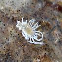Mealybug