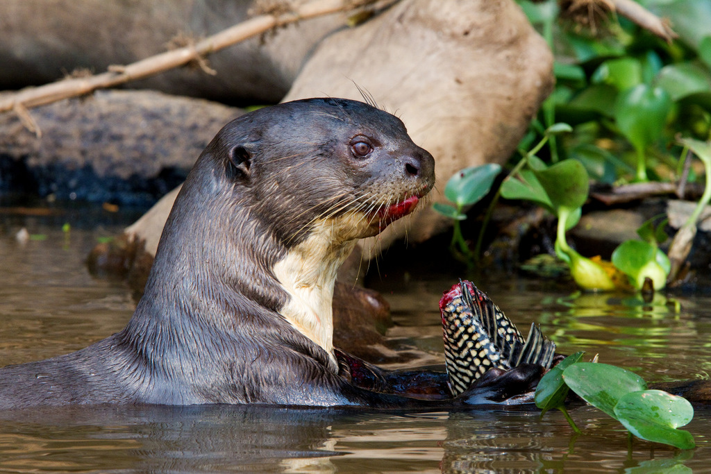 Giant River Otter