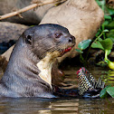 Giant River Otter