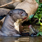 Giant River Otter