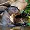 Giant River Otter