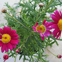 Pink Daisies