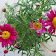 Pink Daisies