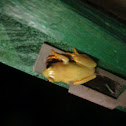 Heterixalus