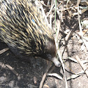 Echidna