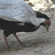 Silver Pheasant