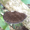 Bristly Polypore