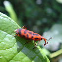 Gorgojo