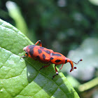 Gorgojo
