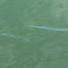 Needlefish