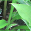 Pigmy Dartlet (Male)