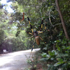 Golden Silk Orbweaver
