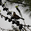 Carolina Wren