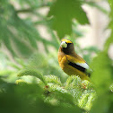 Evening Grosbeak