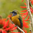 Orange-Bellied Leafbird