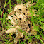 lungwort