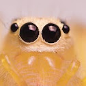Jumping Spider