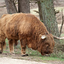 Highland cattle