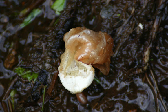 Spotting Image 1
