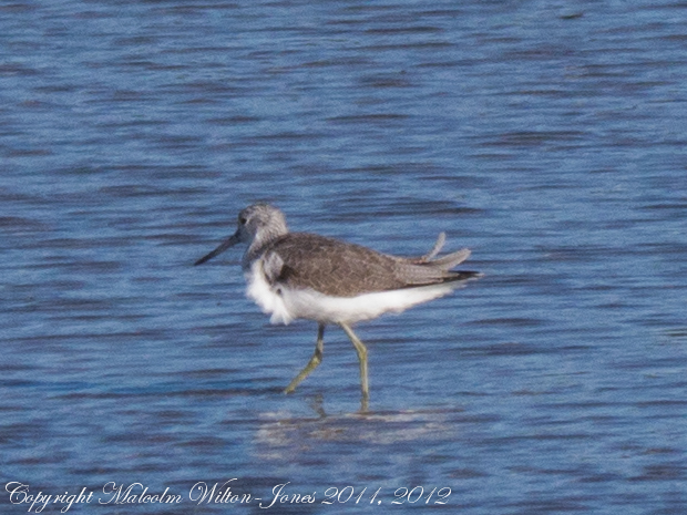 Greenshank; Archibebe Claro