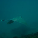 Kuhl's Stingray
