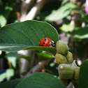 Lady bug