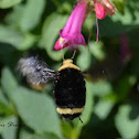 Yellow-faced Bumblebee
