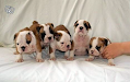 Buldog Ingleses Para Adopcion 