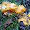 chanterelle