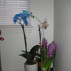 Orchids. 