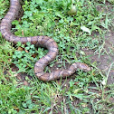 Eastern milk snake