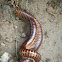 Giant African Millipede