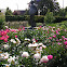 Peony