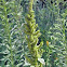 Common Amaranth