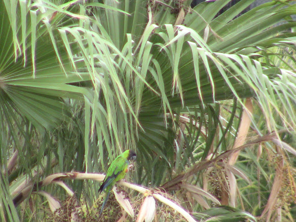 Spotting Image 1