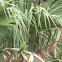Nanday Parakeet