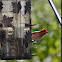 Purple Finch (male)