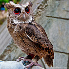 Philippine Scops Owl