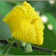 Patola, Loofah, Sponge Gourd