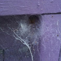 Grass spider?
